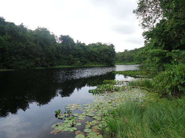 Veloce Racing become first 
  Extreme E team to offset pre-season carbon through forestry 
   REDD project in Para, Brazil